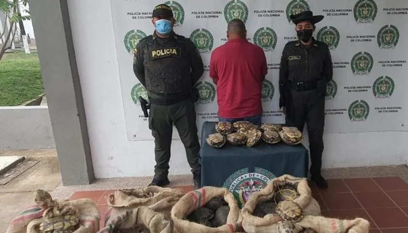 Hicoteas incautadas en Bolívar