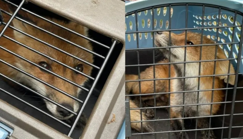 La policía anunció en redes sociales la captura del ejemplar en una ladera de la colina del Capitolio.