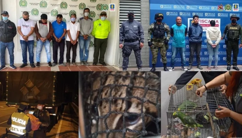 Parte de los capturados y de los animales.