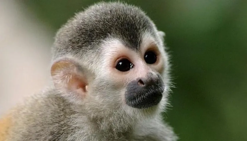 Mono tití, imagen de referencia.