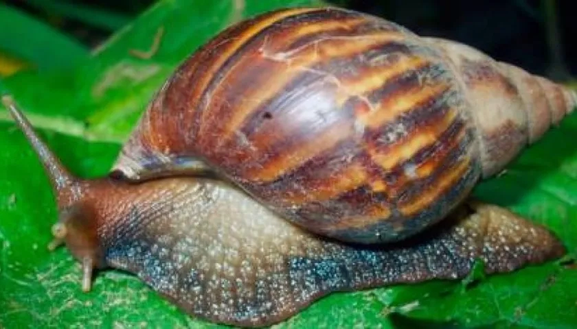Identificación del caracol gigante africano.