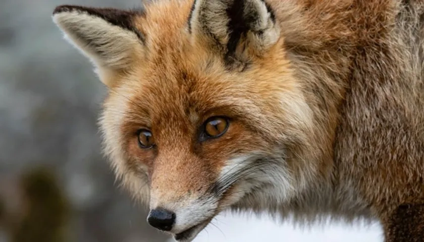 Foto de referencia de un zorro salvaje.