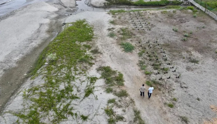 Siembra de uvita playa en Ciénaga