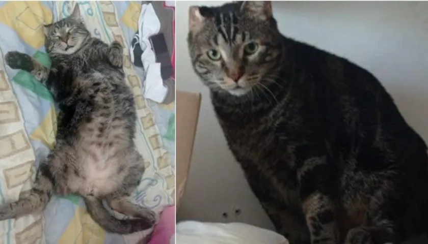 Kall', gato extraviado.