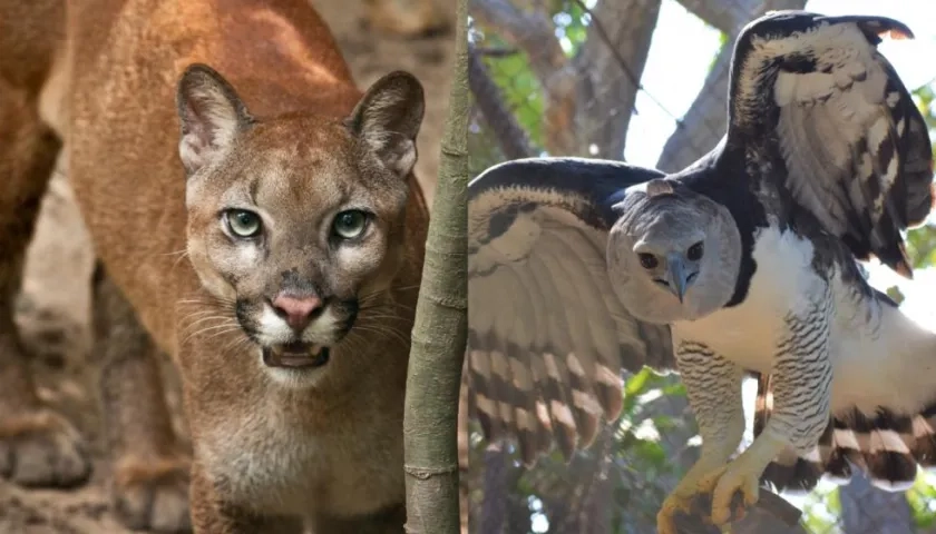 El puma y el águila harpía