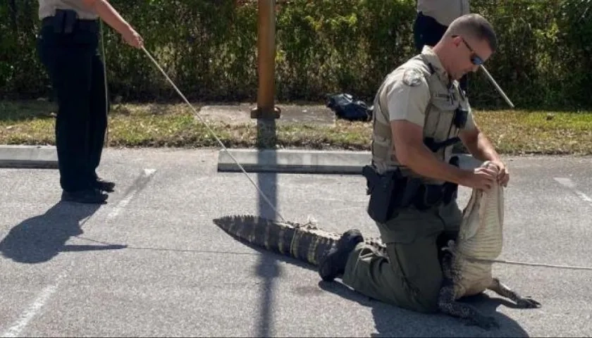 Caimán aprehendido.