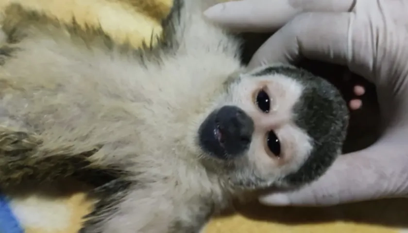 El animal fue recuperado para su atención integral.