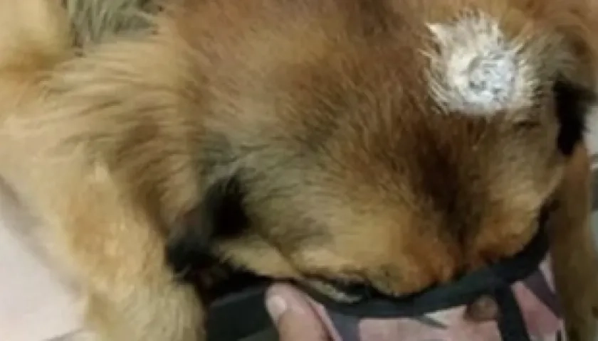 Rocco, el perro al que le dispararon en la cabeza. 