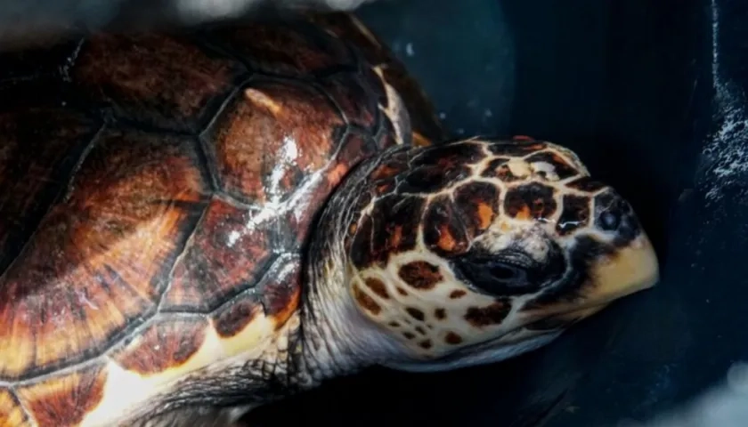 Tortugas Marinas en Colombia.