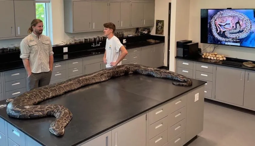 Atrapan serpiente pitón de 5.5 metros de largo