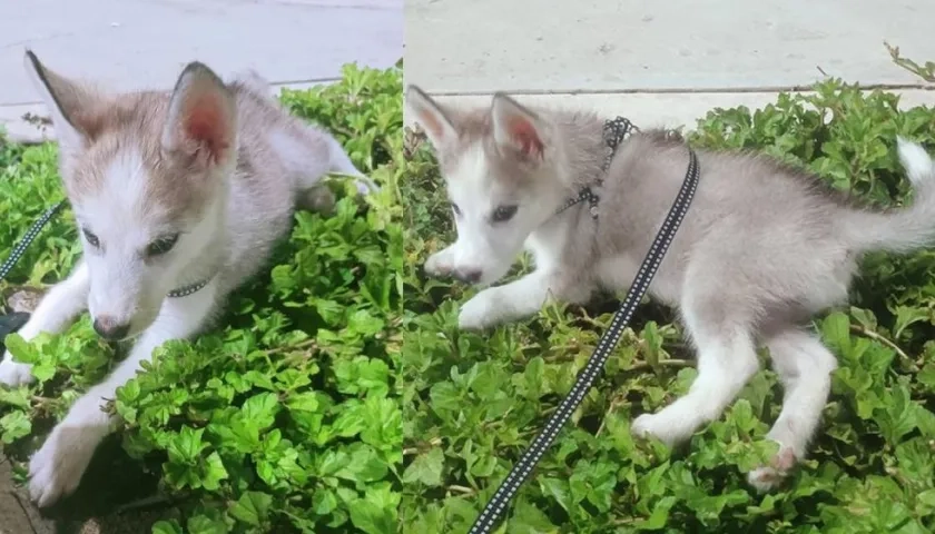 Este es Dominic, el perro siberiano que es buscado por su familia.