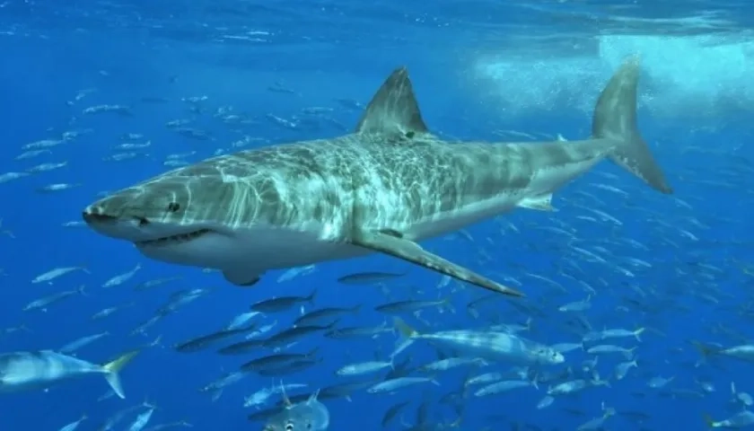 El año pasado se registraron 73 mordeduras de tiburón a humanos no provocadas y 39 provocadas.