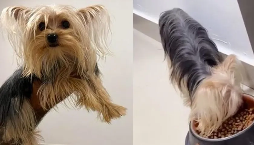 Yorkshire terrier hallada en Ciudad Jardín.