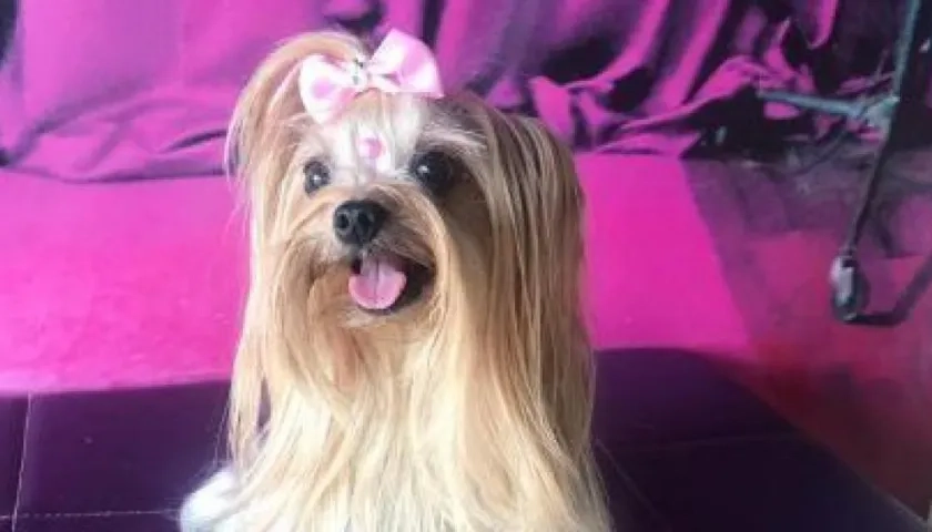 ‘Milly’ fue extraviada en el barrio Santuario. 