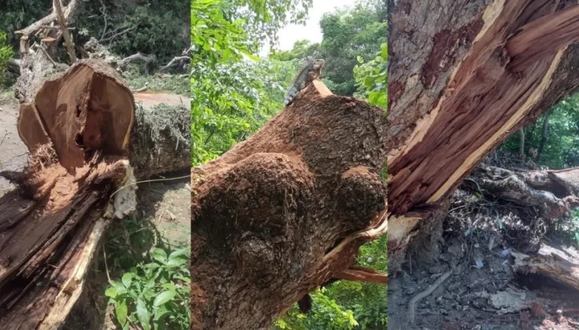 Estado en el que quedó el árbol de sanaguare en Chorrera, Juan de Acosta.