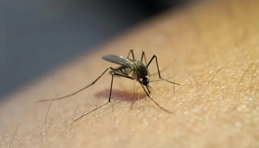 Imagen de referencia.