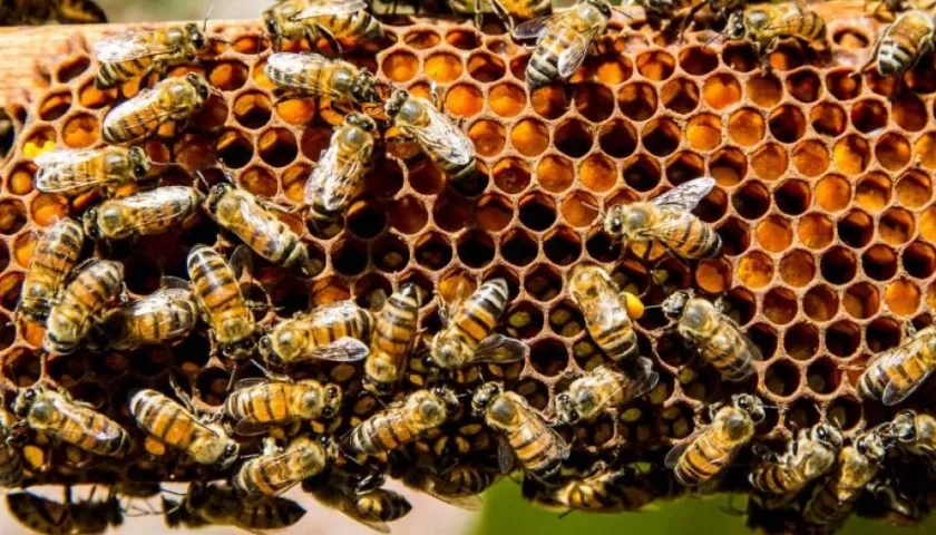 Imagen de referencia