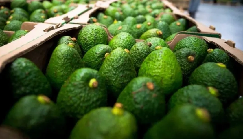 Aguacate Hass exportado a Chile.