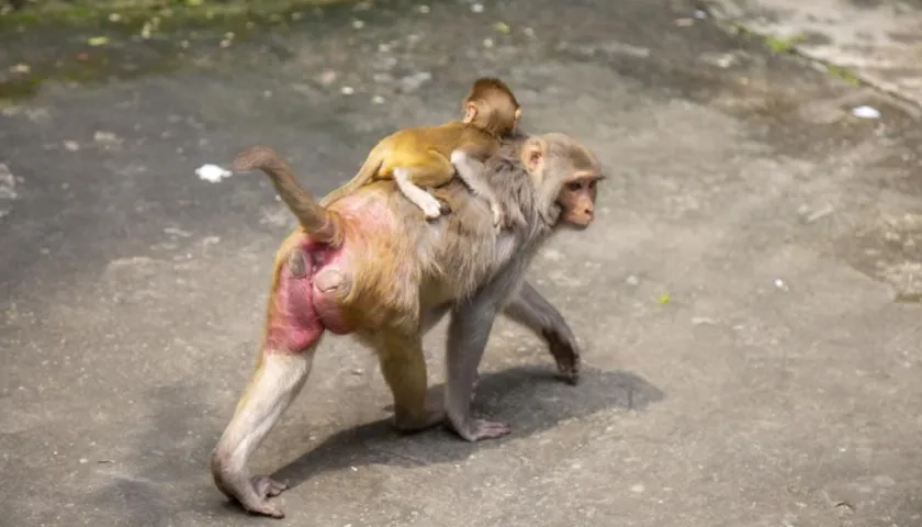 Imagen de referencia.