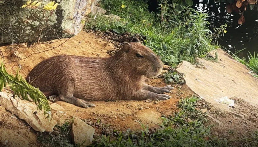 'Toñito', llamaban cariñosamente al animal.