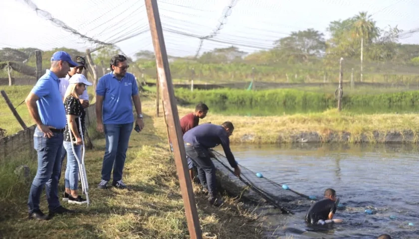 Recogiendo la cosecha de tilapia negra.