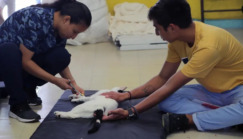 Una médico veterinaria prepara a un gato para ser esterilizado en el balneario de Cancún.