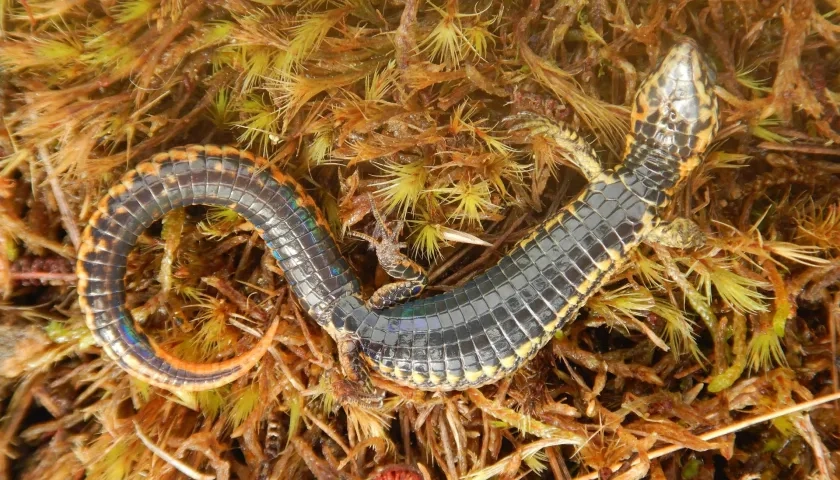 Fotografía sin fecha cedida por el Servicio Nacional de Áreas Naturales Protegidas por el Estado que muestra una nueva especie de lagartija.