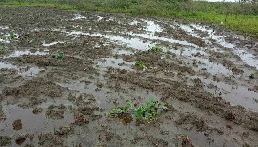 Cultivos de frutas como patilla y melón quedaron bajo el agua.