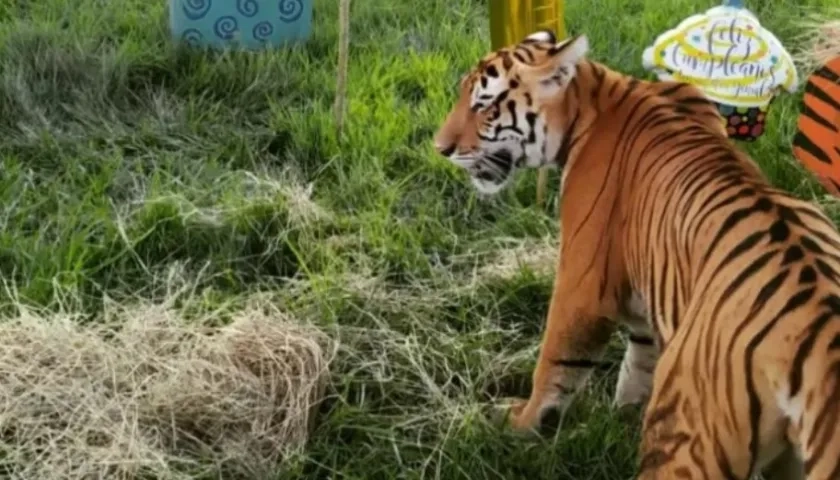 El tigre nunca salió el parque, aclaró la Hacienda Nápoles.