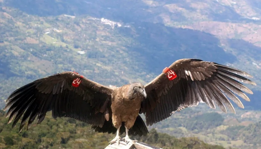 Cóndor de los Andes en Boyacá, ejemplar bajo protección.