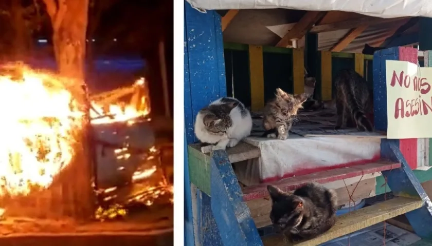 Los gatos de calle permanecen en el polideportivo de Santa Marta