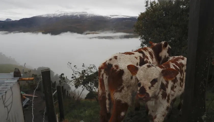 Vacas pastan en un terreno en Murillo, Tolima. Al fondo, el volcán Nevado del Ruiz