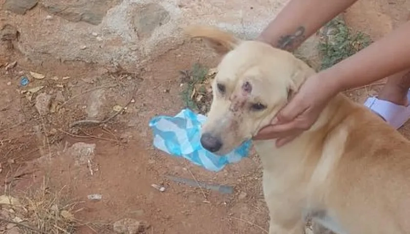 Perro recibió un disparo en la cabeza.