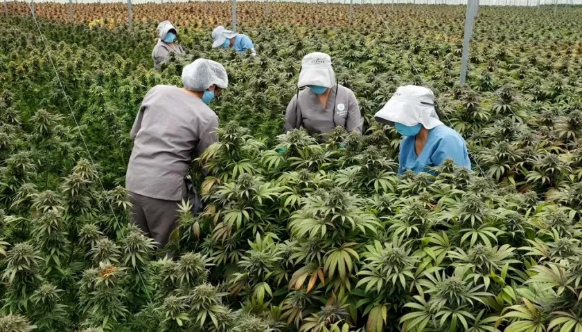 Cultivo de cannabis para exportación y uso medicinal.