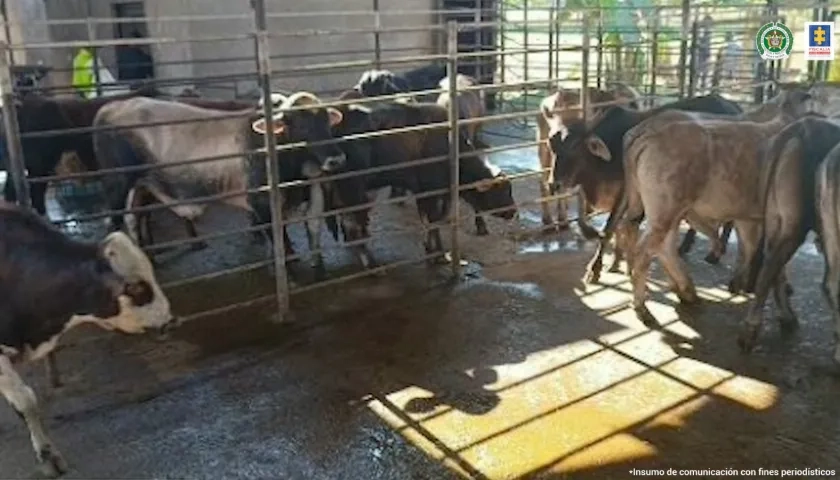 Sacrificaban ganado vacuno y porcino a gran escala sin los permisos de ley.