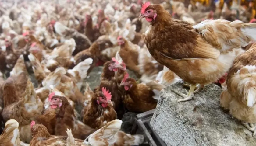 Se encuentra en "vigilancia epidemiológica en la zona".