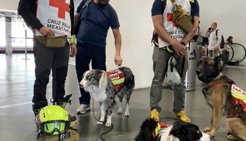 Balam, Orly, Robinson y Rocky, cuatro perros de rescate que reciben entrenamiento.