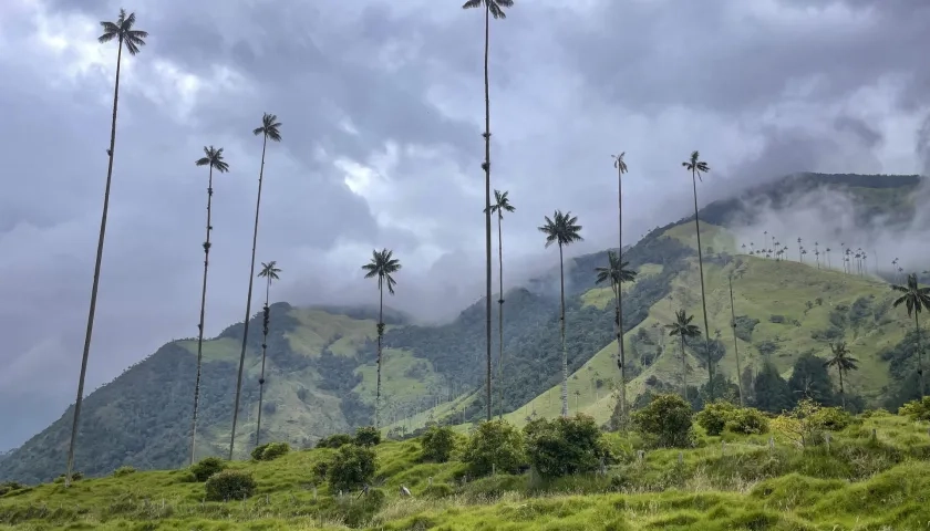 Fotografía cedida por Walt Disney World Resort donde se aprecia una vista del Valle del Cocora, en el Quindío