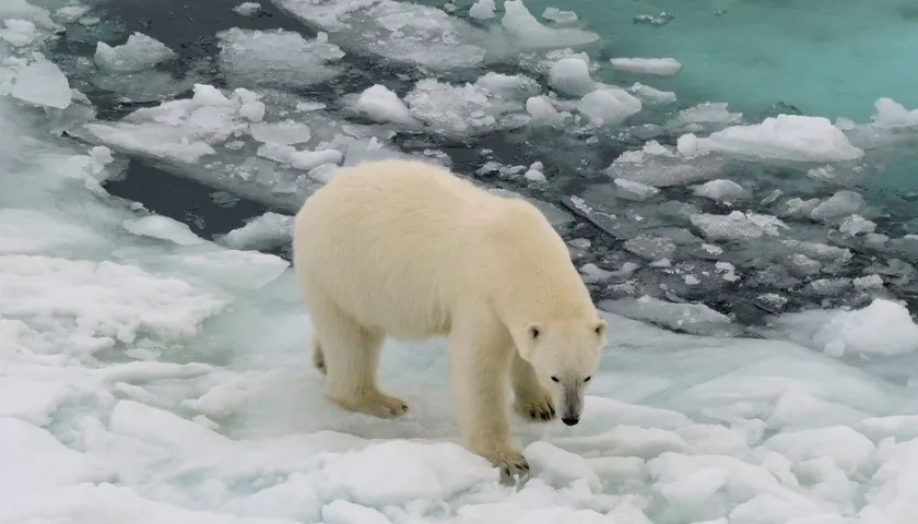 El hielo marino del Ártico ha disminuido rápidamente, sobre todo a partir del año 2000