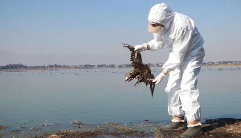 Muerte de aves marinas.