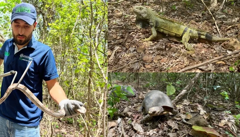 Autoridad ambiental de Barranquilla devolvió a su hábitat a animales silvestres.