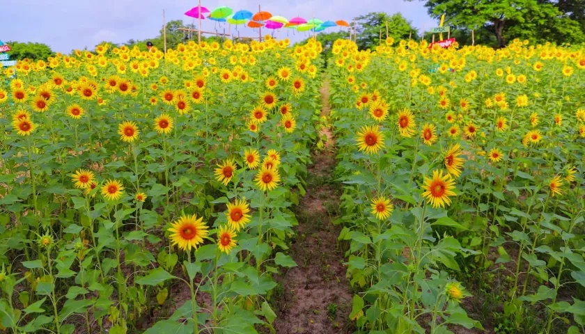 Cultivo de girasoles