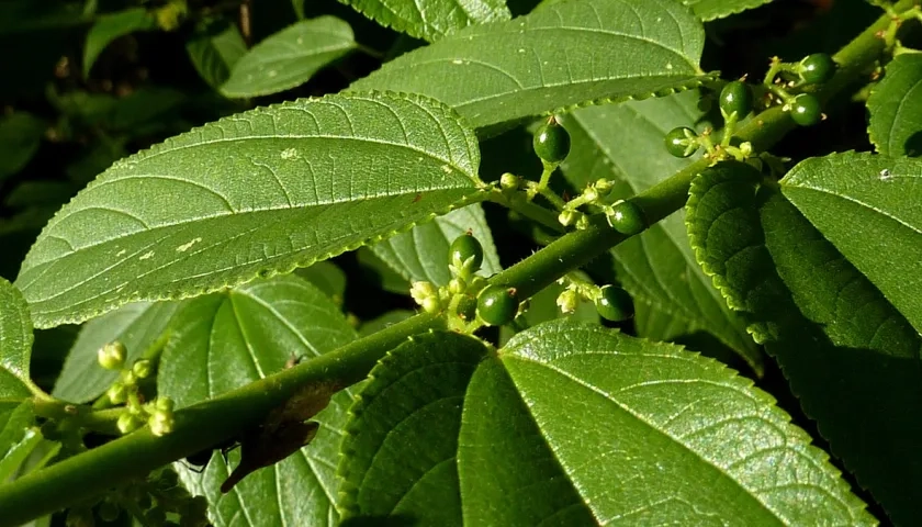 Trema micrantha Blume.