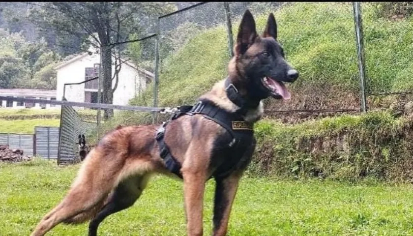 Wilson el perro desaparecido en la selva del Guaviare.