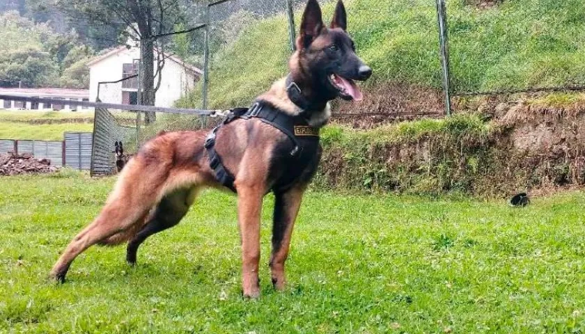 Estampa de 'Wilson' en pleno entrenamiento.