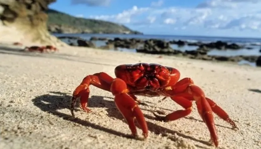 Cangrejo rojo.