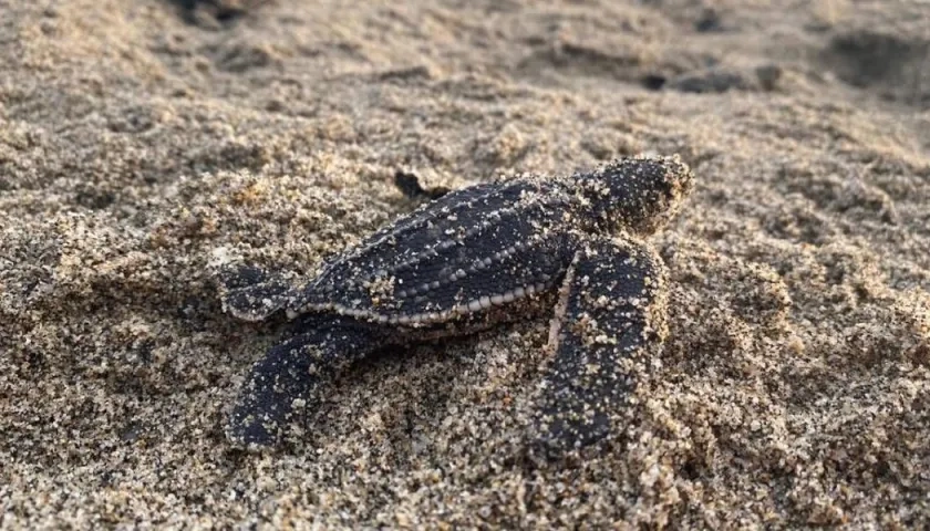 Las tortugas Laúd crecen hasta dos metros de largo y superan los 907 kilos