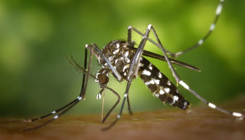 Aedes aegypti, mosquito transmisor del dengue.