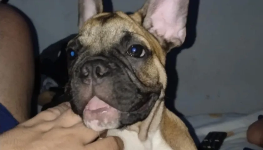 "Bolt", el bulldog francés desaparecido.