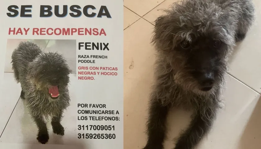 "Fénix Andrés" se extravió el domingo en la mañana.